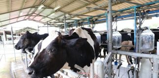 “กรมส่งเสริมสหกรณ์” สานต่อปณิธาน ร.9 มอบทุนการศึกษาสานต่ออาชีพพระราชทาน “เลี้ยงโคนม”