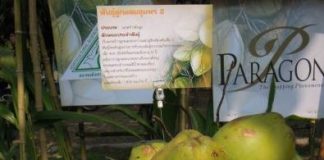 ชาวสวนมีเฮ!เวียดนามจ่อนำเข้ามะพร้าวอ่อนจากไทย