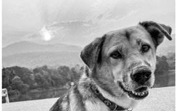 “พี่เตี้ย มช.” สุนัขขวัญใจเหล่านักศึกษา..สิ้นลมหายใจแล้ว