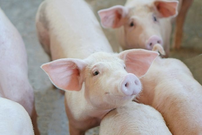 Pig
