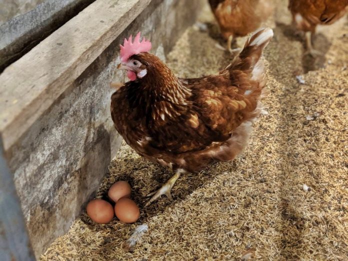 Cage free farm 1