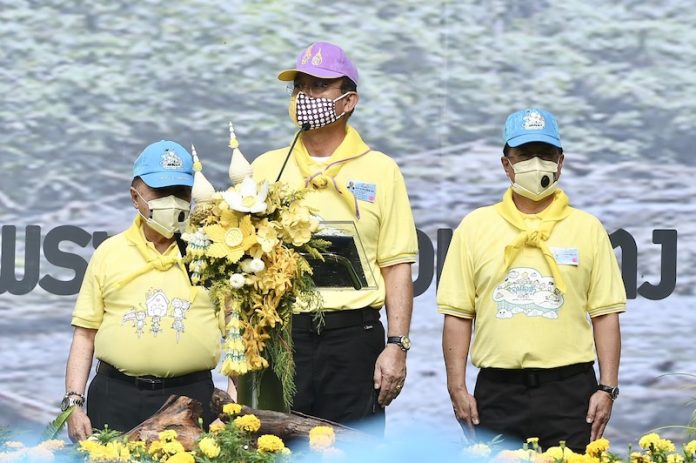 ปลูกป่า