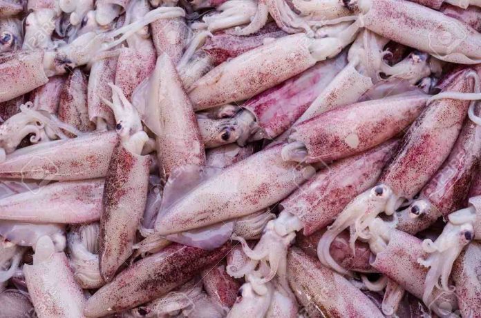squid