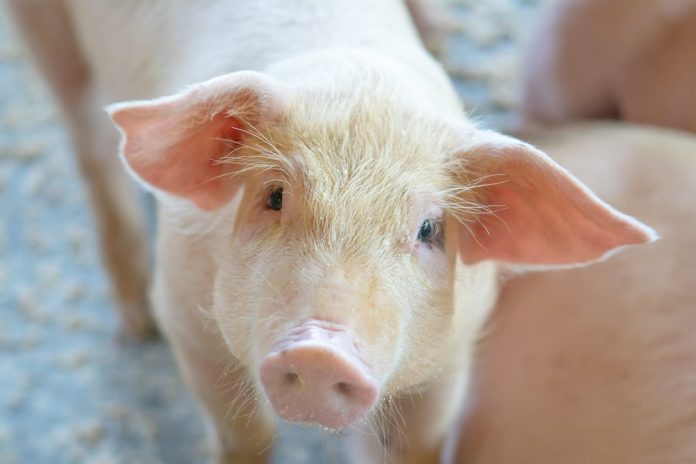 หมู