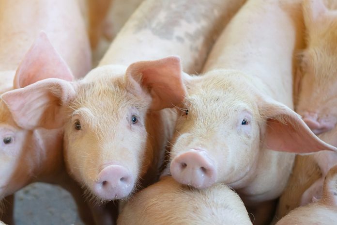 Pig