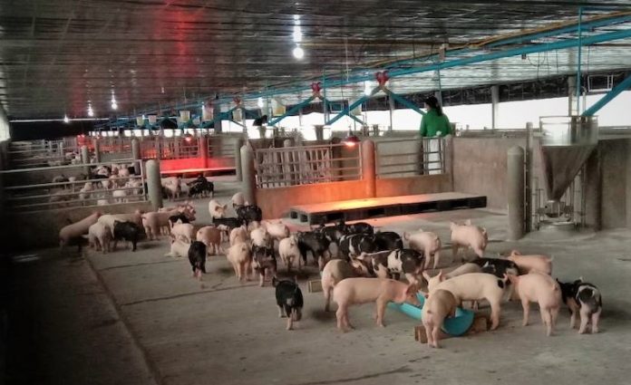 หมู