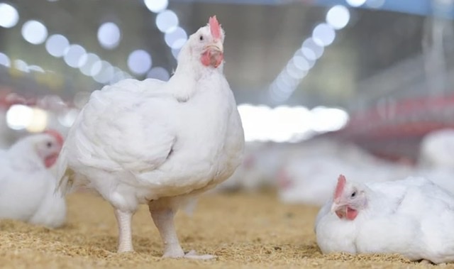 ไก่