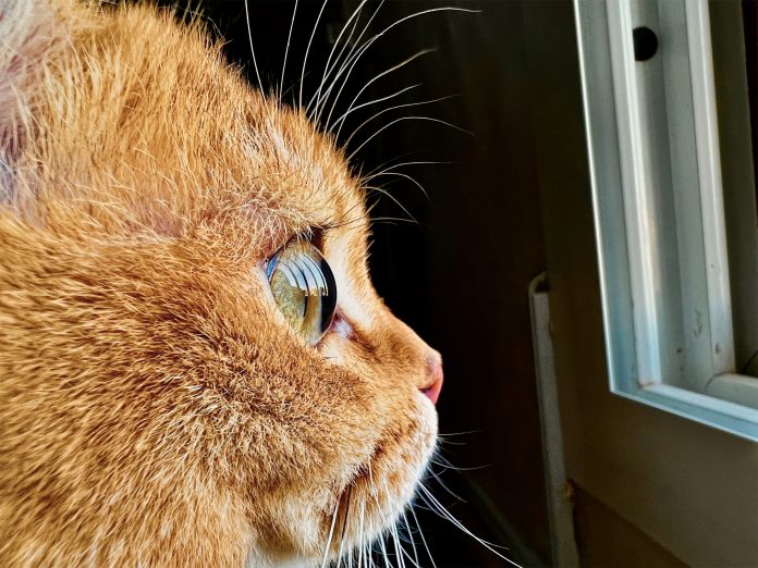 Apple_Shot-on-iphone-macro-challenge_Cat_big.jpg.large_2x