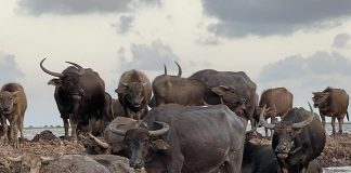 เสนอ “วิถีเลี้ยงควายเกษตรเชิงนิเวศ” ทะเลน้อย จ.พัทลุง เป็นมรดกทางการเกษตรโลก สอดรับนโยบาย Soft Power