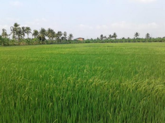 นาข้าว