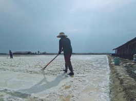 วิธีหาเงินกับความเค็ม เปิดภูมิปัญญาท้องถิ่น ความรู้เรื่องทำนาเกลือ