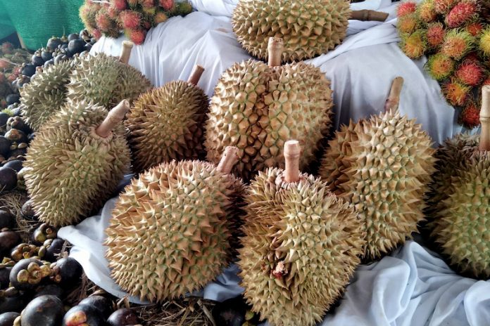 ทุุเรียนใต้