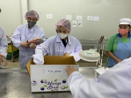 ญี่ปุ่น อนุญาตไทยส่งออกผลมังคุดสดไม่ต้องอบไอน้ำ