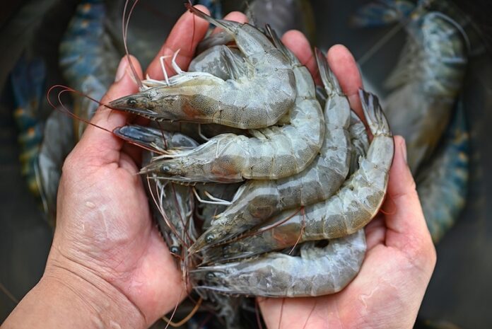 white shrimp raw shrimps on hand washing shrimp on bowl, fresh shrimp prawns for cooking seafood food in the kitchen or buy shrimps on shop at the seafood market