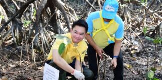 การท่าเรือ เร่งปลูกป่าชายเลนจังหวัดระนองหวังอนุรักษ์ธรรมชาติให้สมบูรณ์