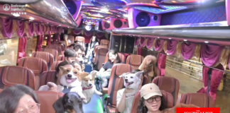 ททท. Pet Travel Ai Chong You Dog Lover เที่ยวเมืองไทย