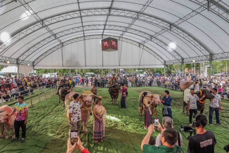 นักท่องเที่ยวคนไทยและต่างชาติให้ความสนใจเข้าร่วมชมมหกรรมงาน"Thailand Buffalo Heritage ควายไทย มรดกไทย" ที่ วัดมหาธาตุและวัดหลังคาขาว อุทยานประวัติศาสตร์พระนครศรีอยุธยา