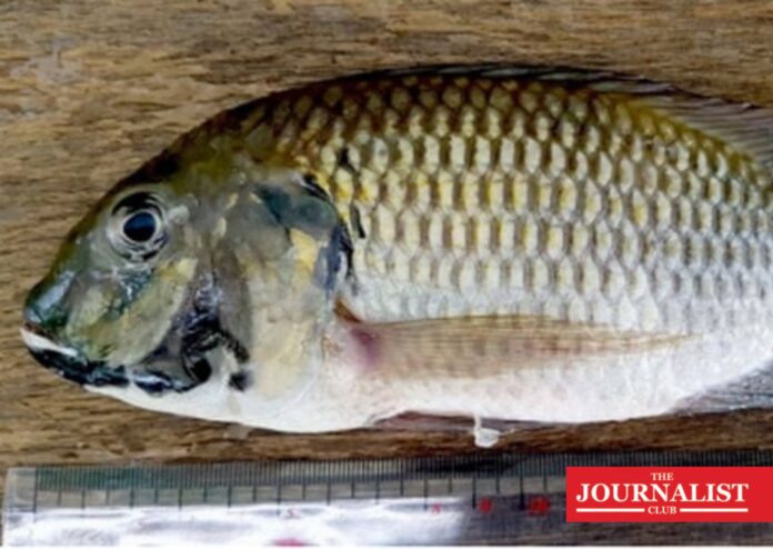 Fishปลาหมอคางดำ