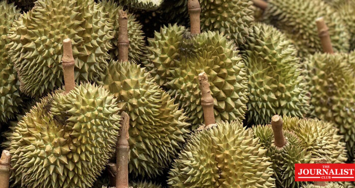 durian ทุเรียนส่งไปจีน ทุเรียน