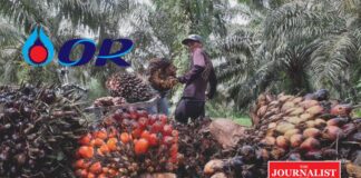 ปาล์มน้ำมัน