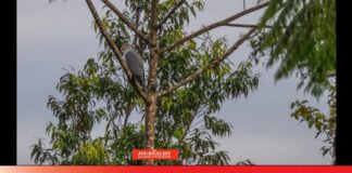 นกเหยี่ยว นิวบริเตน