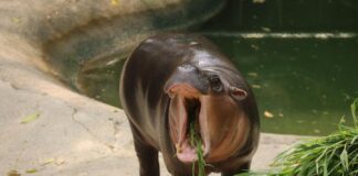 หมูเด้ง ขวัญใจแฟนๆ จากทั่วโลก