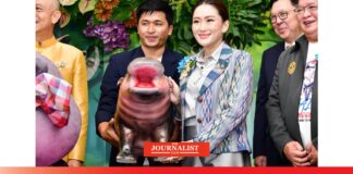 กระแส หมูเด้ง