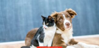 สัตว์เลี้ยง