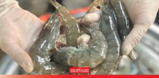 กรมประมง เสนอแก้ โรคระบาดกุ้ง เป็นวาระแห่งชาติ